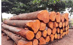 Mahogany Logs