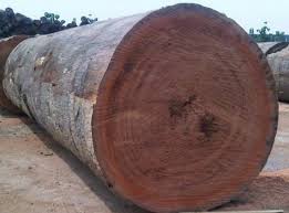 Mahogany Log